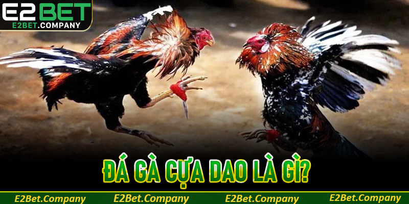 Đá gà cựa dao là gì?