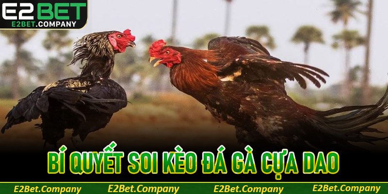 Bí quyết soi kèo đá gà cựa dao giúp bạn thắng lớn
