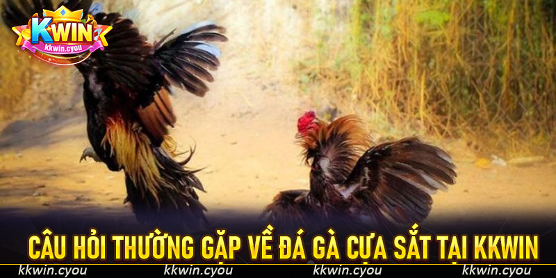 Câu hỏi thường gặp về đá gà cựa sắt tại KKWIn