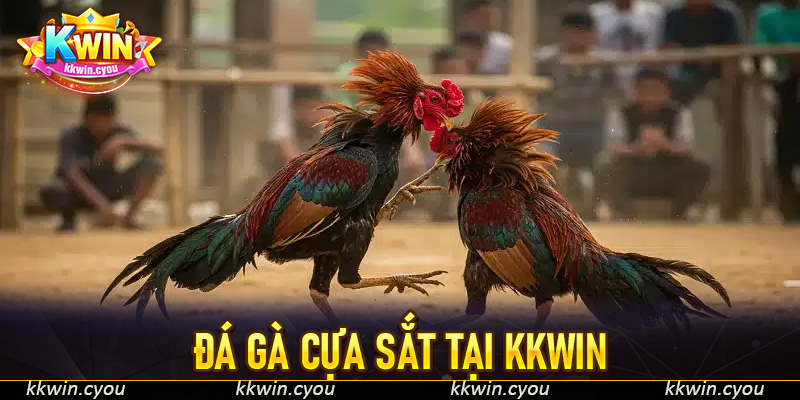 Đá gà cựa sắt